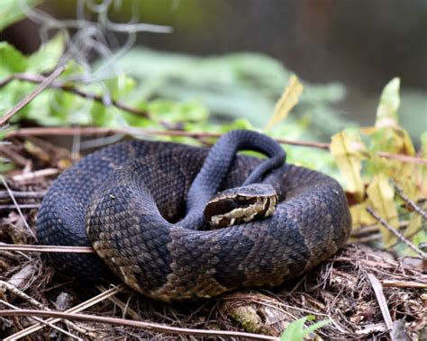 Identificazione del serpente mocassino: una guida .